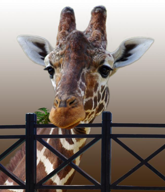 Free stock image of Zebra created by Pixabay