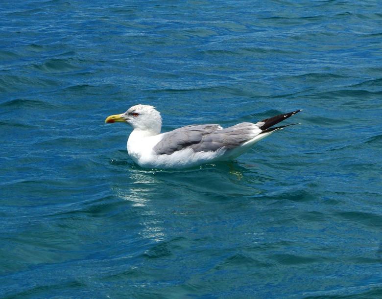 Free stock image of Bird created by Pixabay