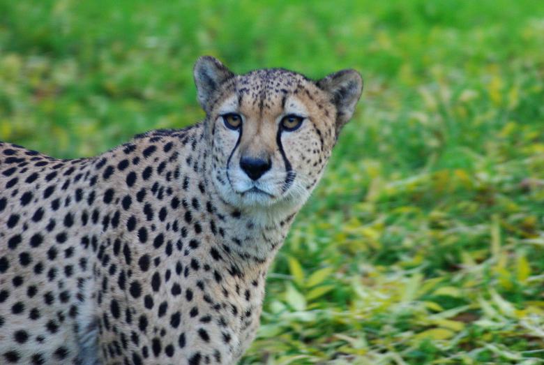 Free stock image of Cheetah created by Pixabay