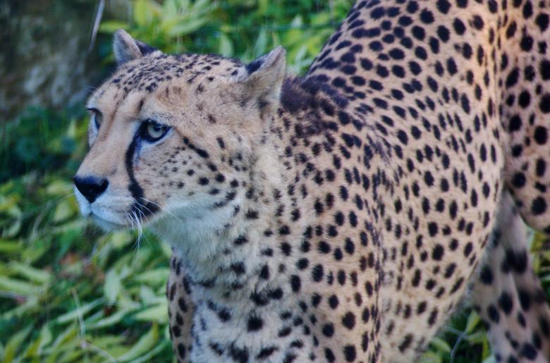 Free stock image of Animal created by Pixabay