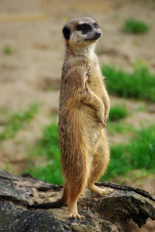 Free stock image of Meerkat created by Pixabay