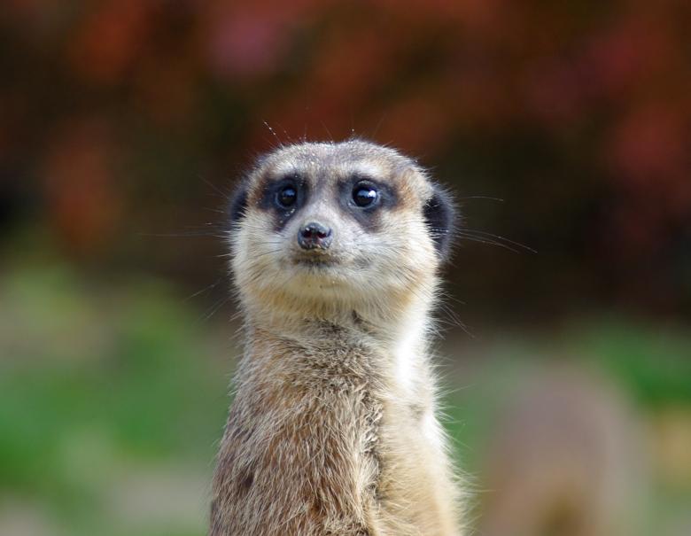 Free stock image of Meerkat created by Pixabay