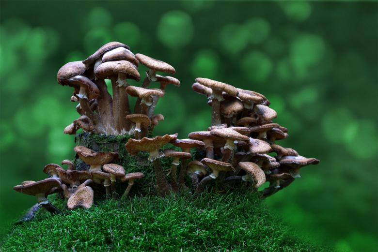 Free stock image of Mushrooms created by Pixabay