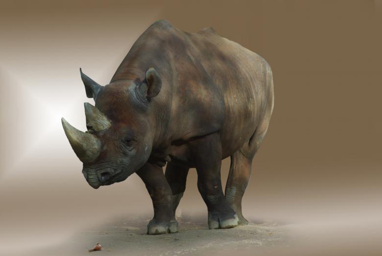 Free stock image of Rhino created by Pixabay