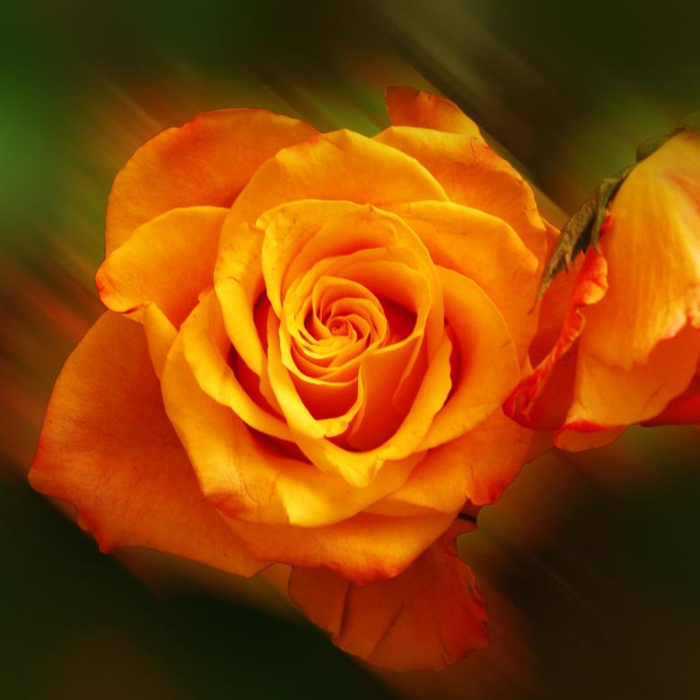 Free stock image of Flower created by Pixabay
