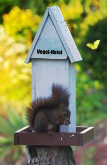 Free Stock Photo of Squirrel