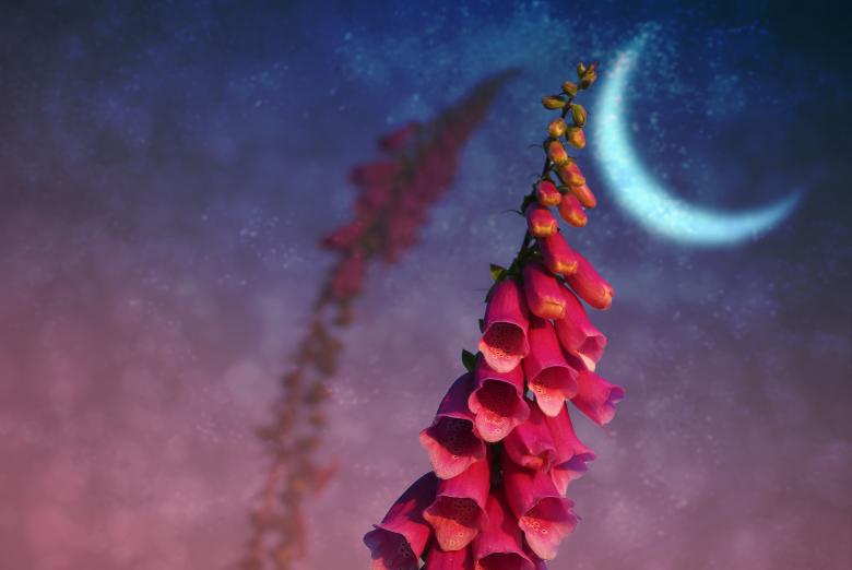 Free stock image of Flower created by Pixabay