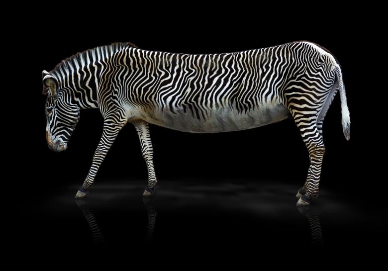 Free stock image of Animal created by Pixabay