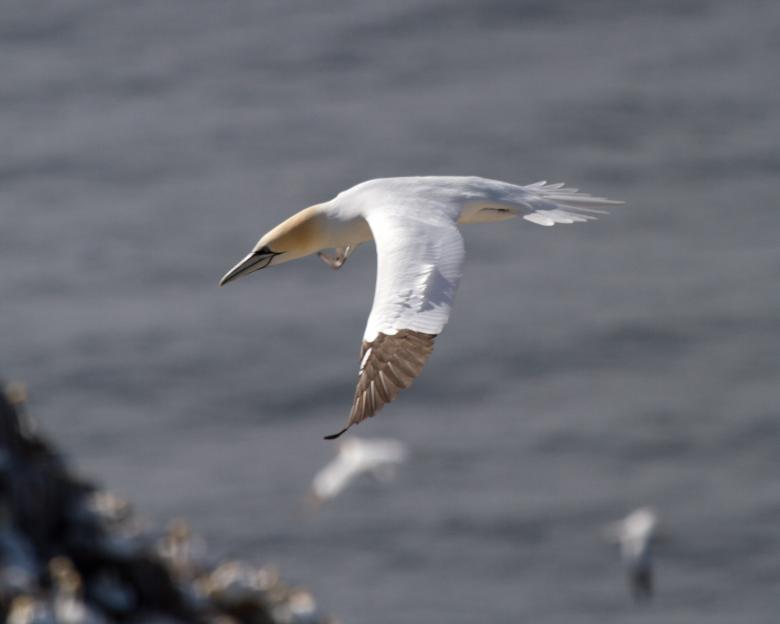 Free stock image of Gannet Flying created by Geoffrey Whiteway
