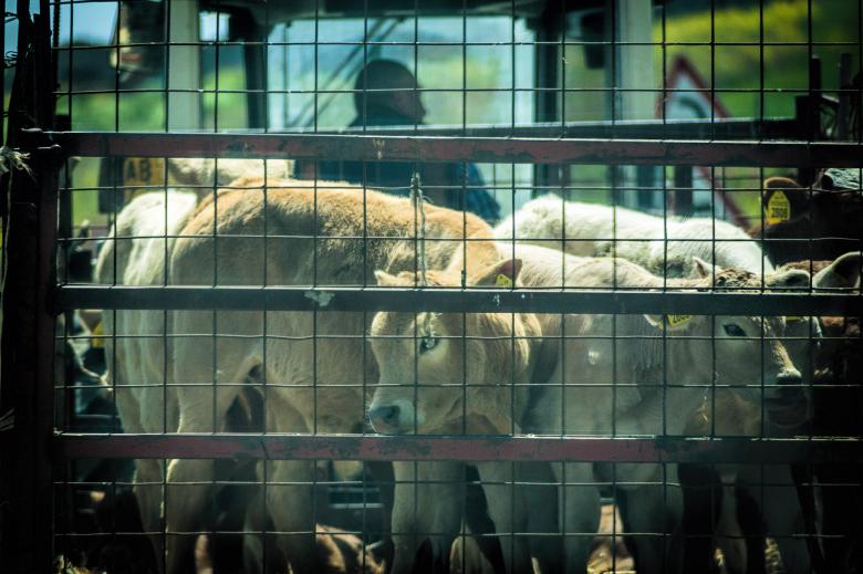Free stock image of Cows created by Geoffrey Whiteway