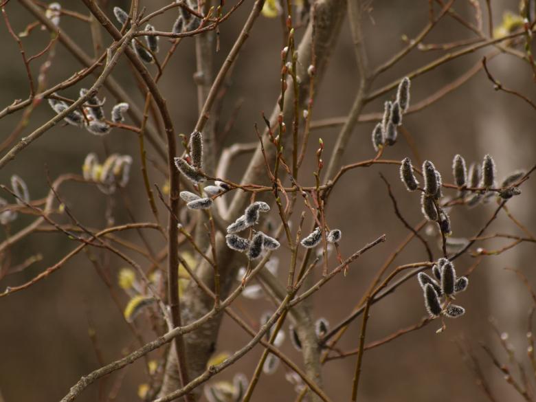 Free stock image of Plants created by Marko Mäkinen