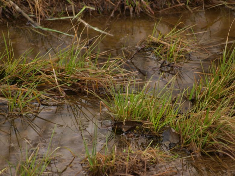 Free stock image of Swamp created by Marko Mäkinen