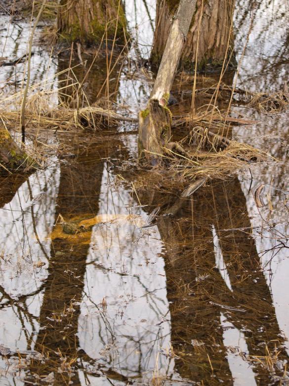 Free stock image of Swamp created by Marko Mäkinen