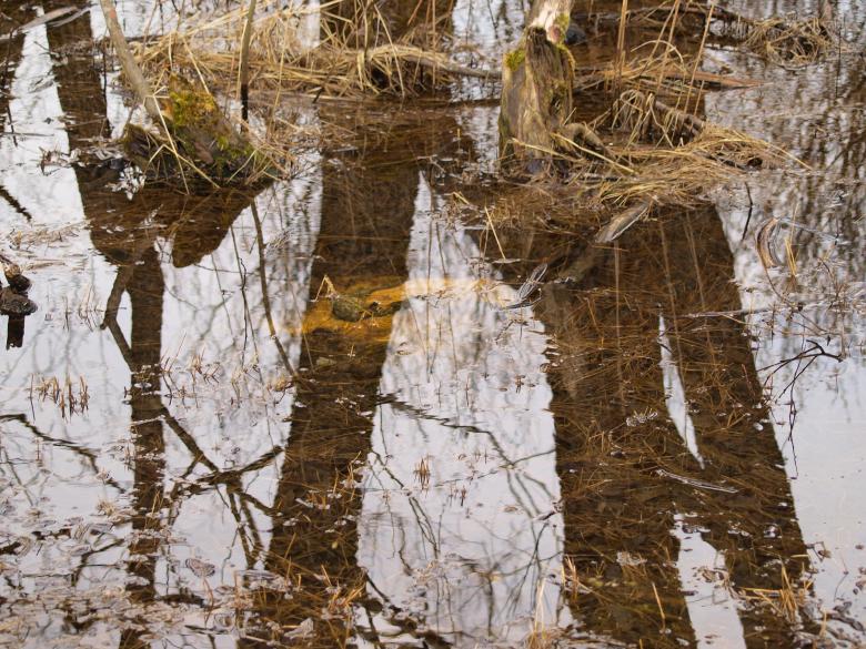 Free stock image of Swamp created by Marko Mäkinen