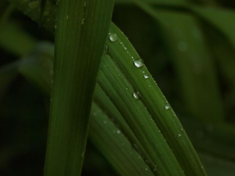Free stock image of Raindrops on leafs created by Marko Mäkinen