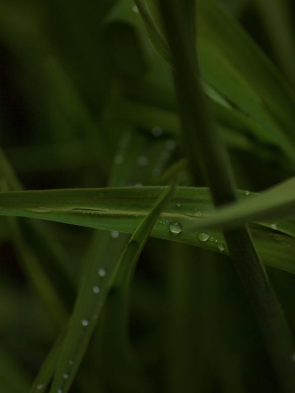 Free stock image of Raindrops on leafs created by Marko Mäkinen