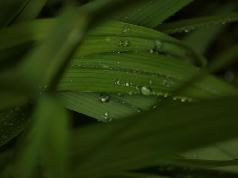 Free stock image of Raindrops on leafs created by Marko Mäkinen