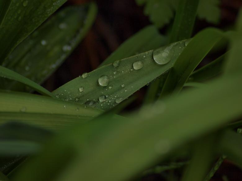 Free stock image of Raindrops on leafs created by Marko Mäkinen