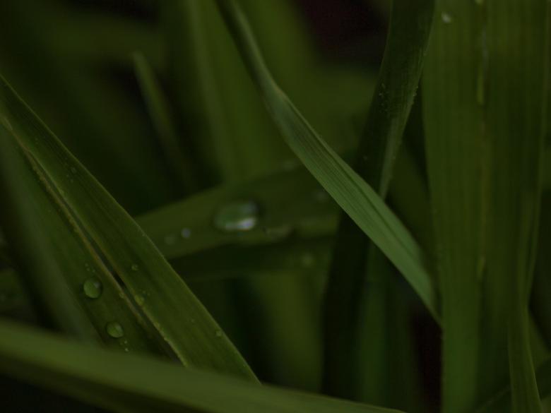Free stock image of Raindrops on leafs created by Marko Mäkinen