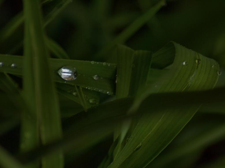 Free stock image of Raindrops on leafs created by Marko Mäkinen