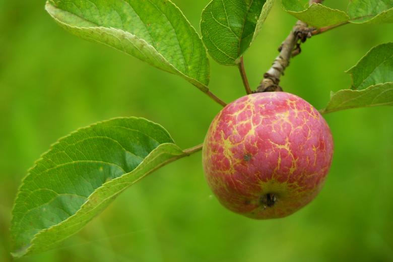Free stock image of Apple created by Pixabay