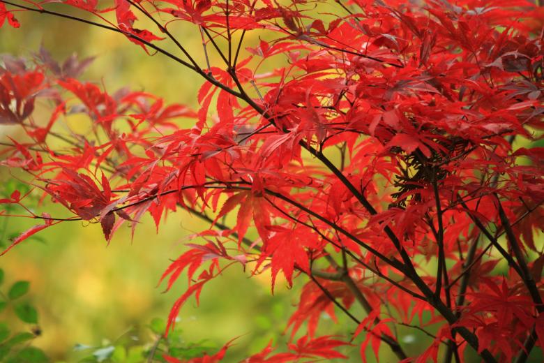 Free stock image of Autumn created by Pixabay