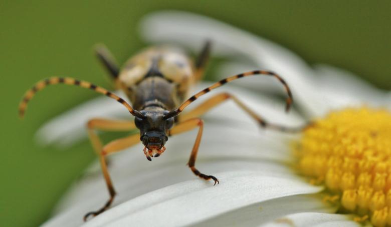 Free stock image of Beetle created by Pixabay