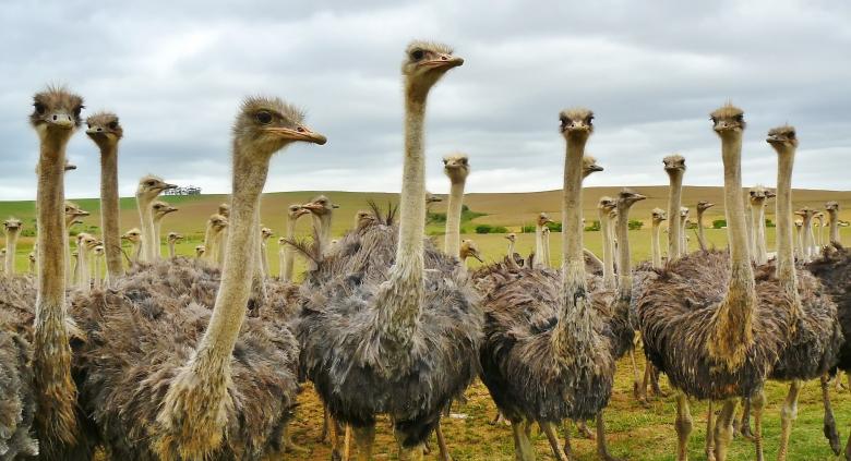 Free stock image of Ostriches created by Pixabay