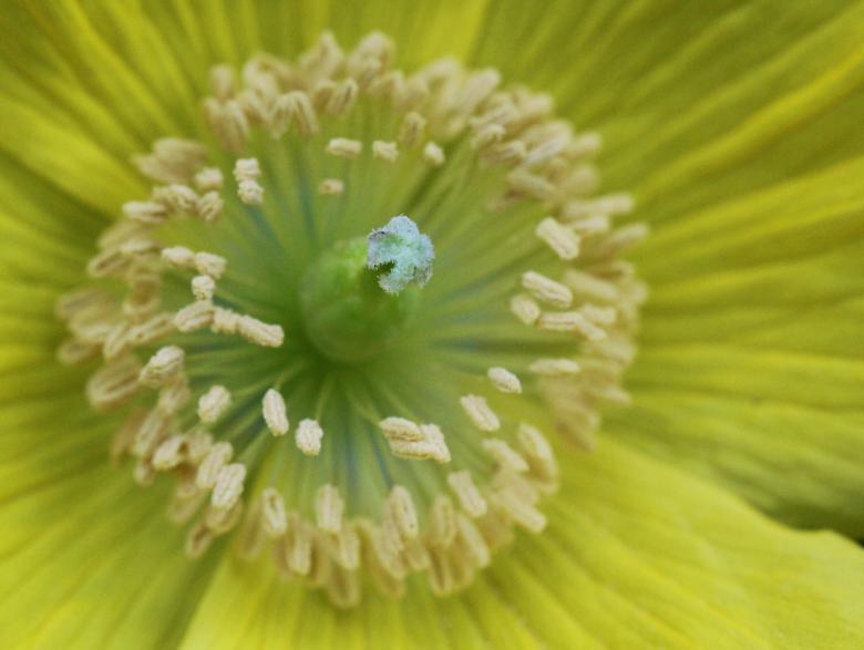 Free stock image of Flower created by Pixabay
