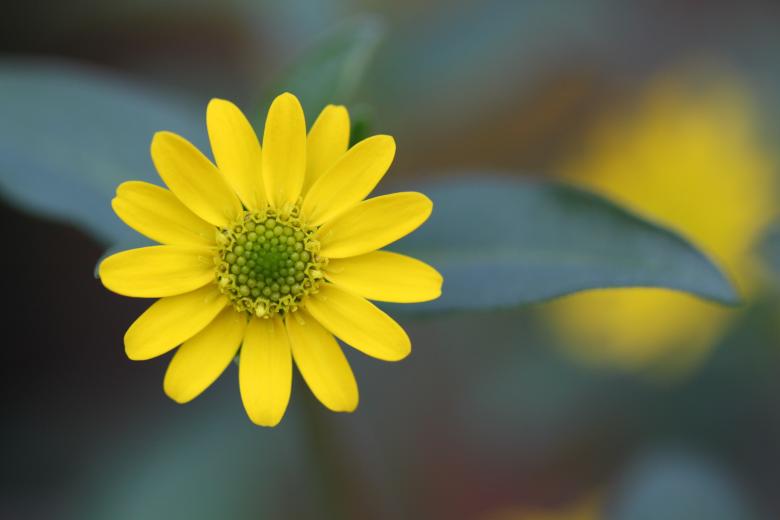 Free stock image of Blossom created by Pixabay