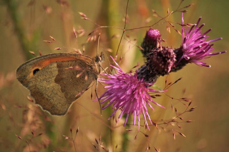 Free stock image of Butterfly created by Pixabay