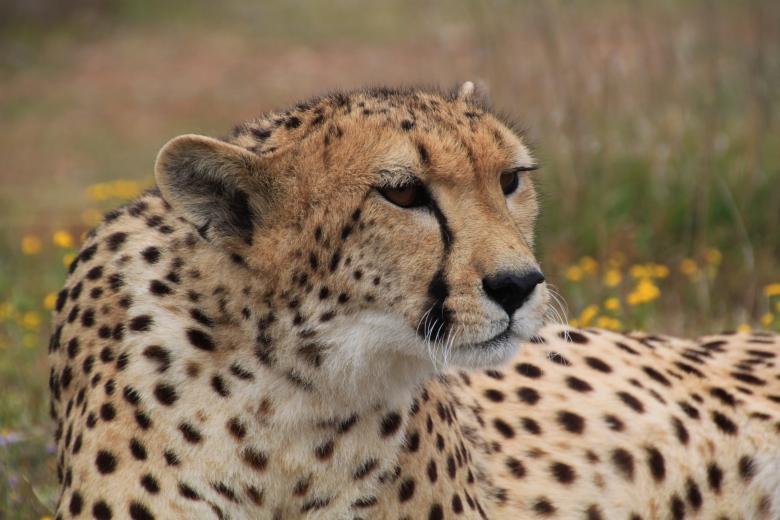 Free stock image of Cheetah created by Pixabay