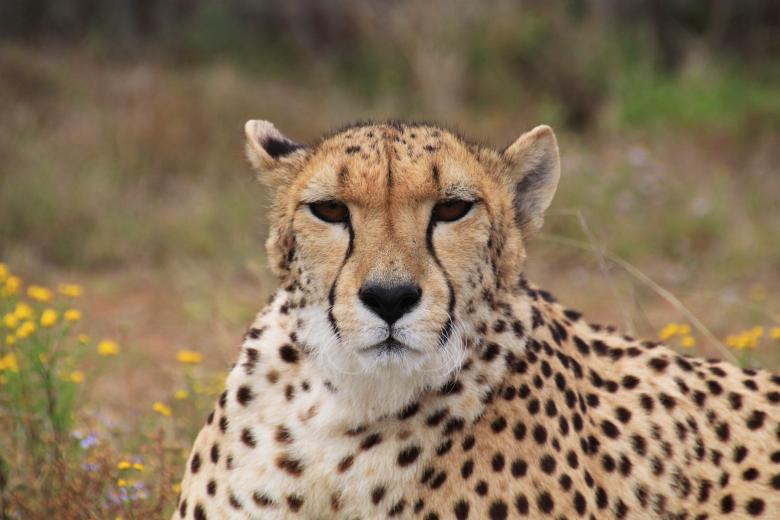 Free stock image of Cheetah created by Pixabay