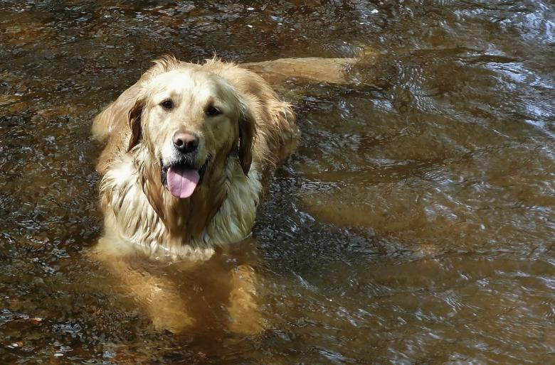 Free stock image of Swimming created by Pixabay