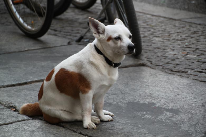 Free stock image of White Dog created by Pixabay