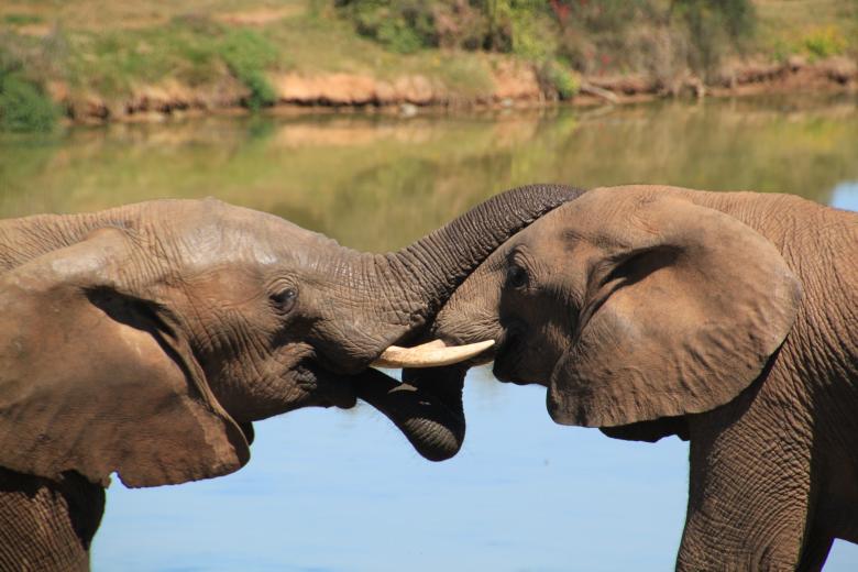 Free stock image of Elephants created by Pixabay