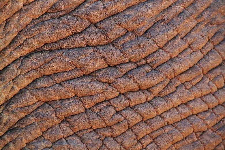 Free stock image of Elephant created by Pixabay