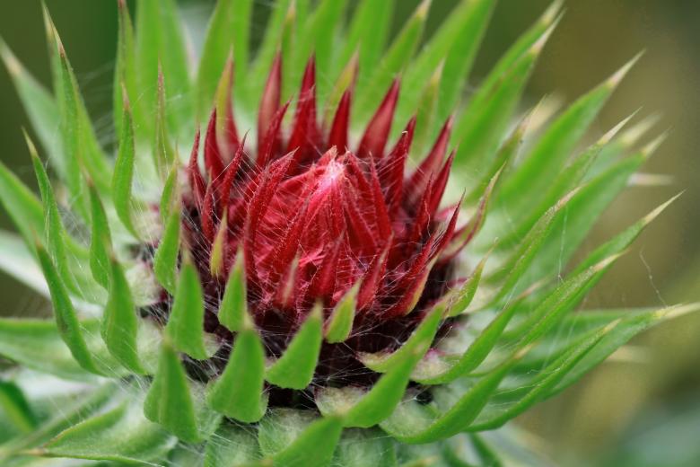 Free stock image of Thorny created by Pixabay