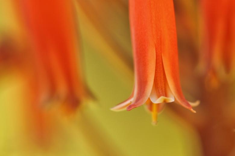 Free stock image of Nature created by Pixabay