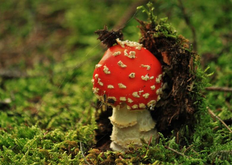 Free stock image of Nature created by Pixabay
