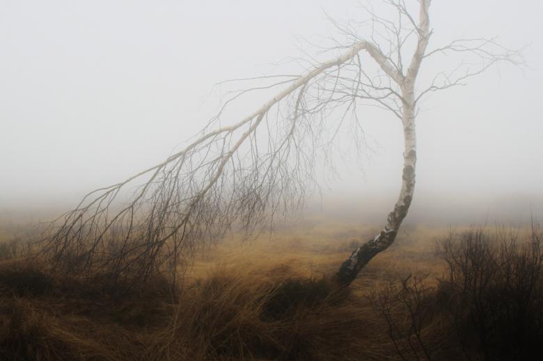 Free stock image of Fog created by Pixabay