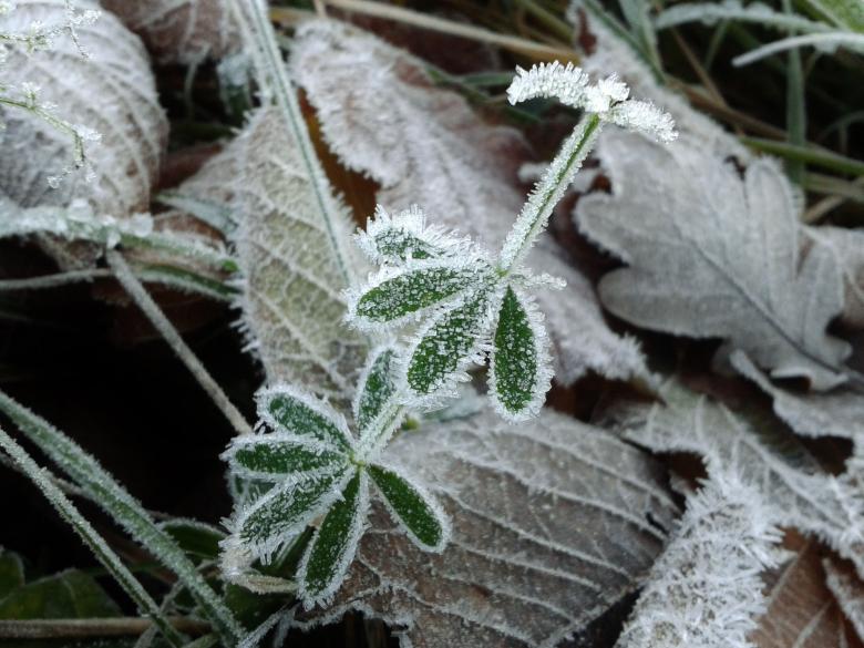 Free stock image of Frost created by Pixabay