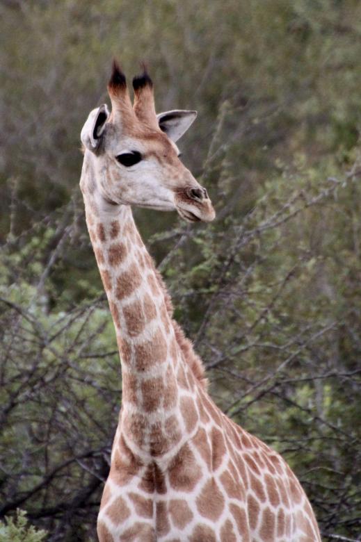 Free stock image of Giraffe created by Pixabay