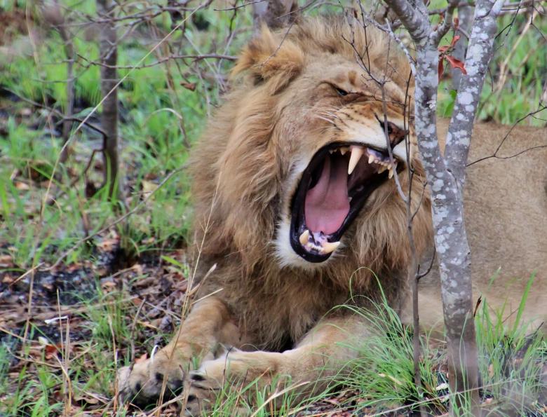 Free stock image of Fierce created by Pixabay
