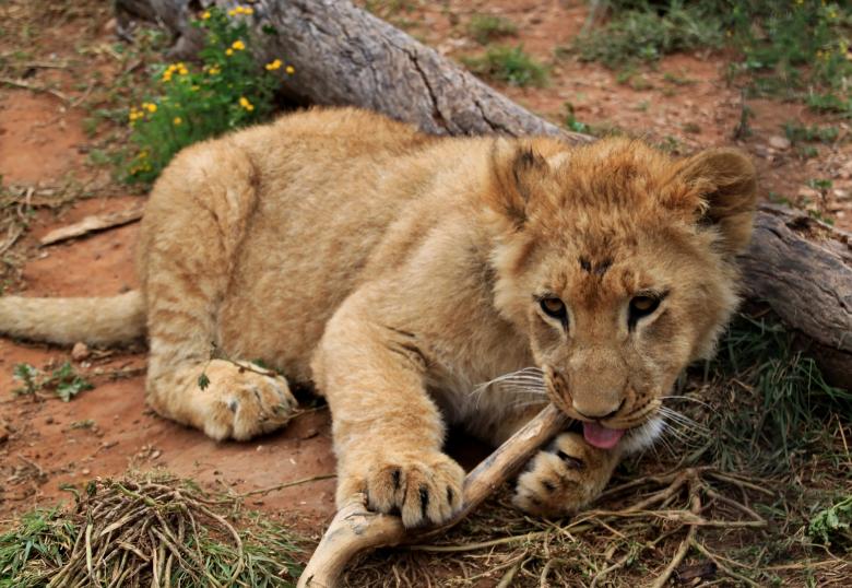 Free stock image of Lion created by Pixabay