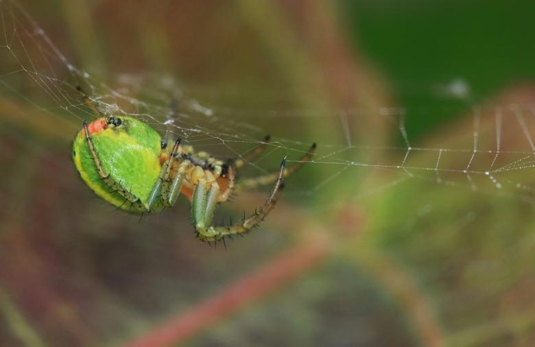 Free stock image of Melon Spider created by Pixabay