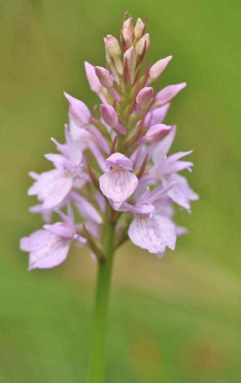 Free stock image of Orchid created by Pixabay