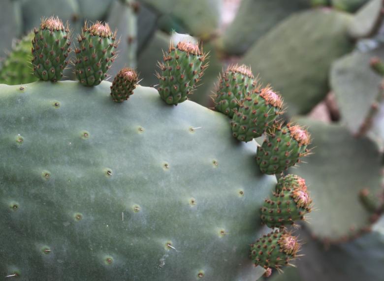 Free stock image of Prickly Pear created by Pixabay