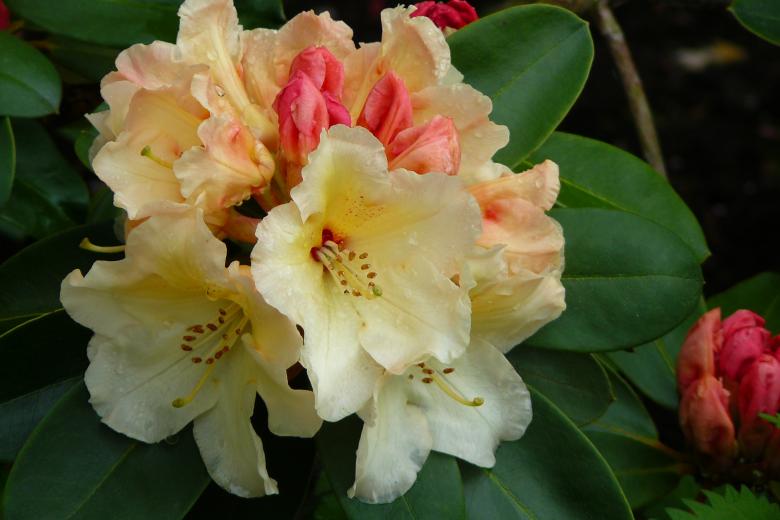 Free stock image of Rhododendron created by Pixabay