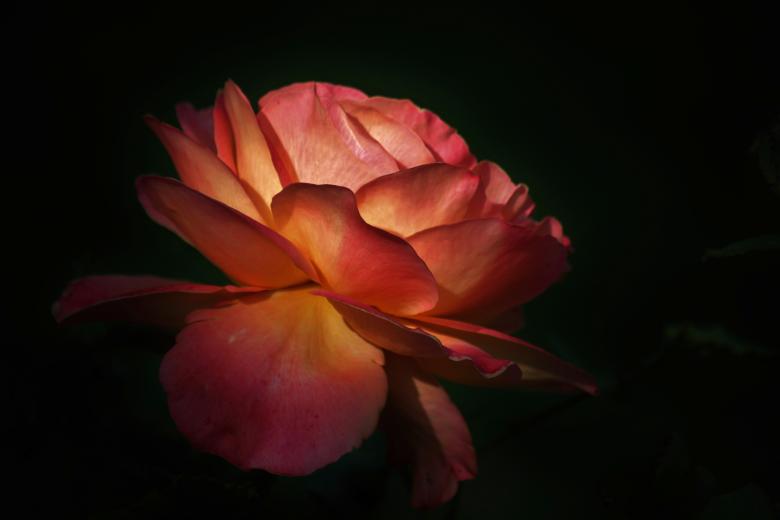 Free stock image of Rose created by Pixabay